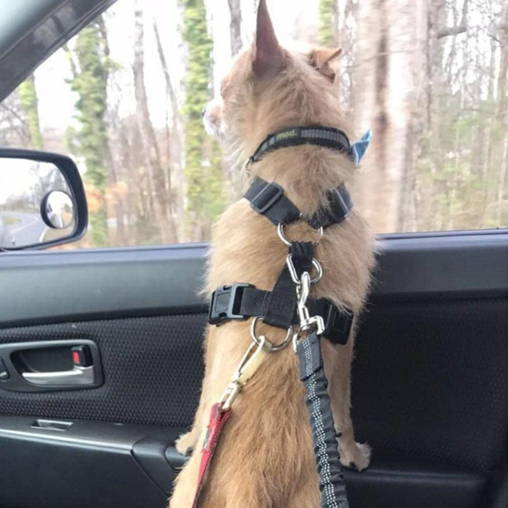 Flexible Dog Seat Belt